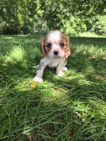 Tracy, a female Cavalier King Charles Spaniel for sale in Middlesex, NY – 5 of 7