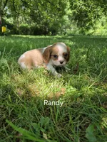 Randy, a male Cavalier King Charles Spaniel for sale in Middlesex, NY – 5 of 8