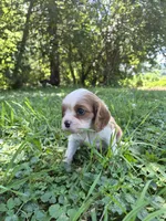 Rascal, a male Cavalier King Charles Spaniel for sale in Middlesex, NY – 4 of 7