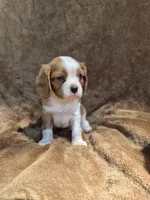 Rowdy, a male Cavalier King Charles Spaniel for sale in Middlesex, NY – 3 of 8