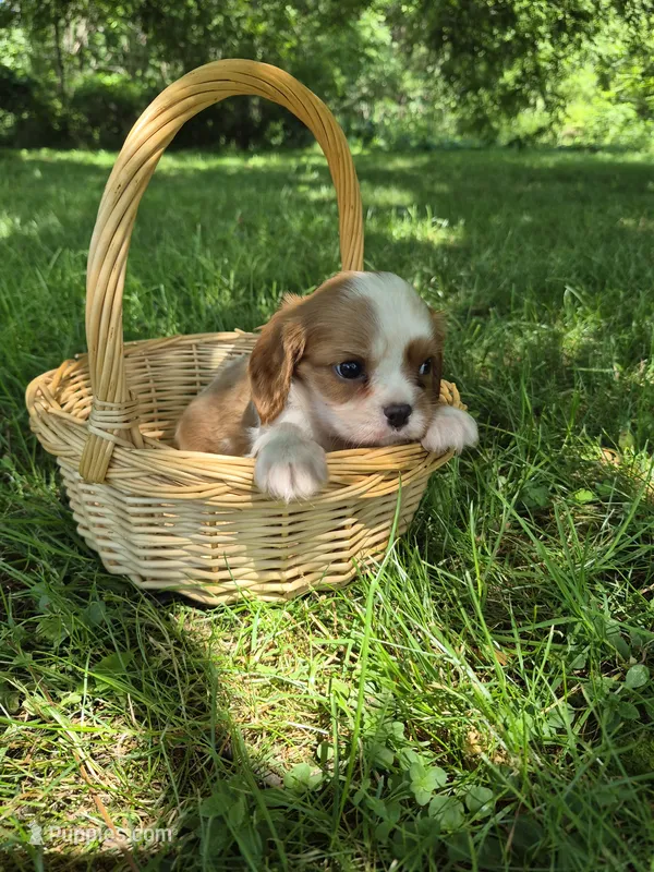 Randy – Cavalier King Charles Spaniel puppy for sale in Middlesex, NY