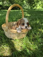 Randy, a male Cavalier King Charles Spaniel for sale in Middlesex, NY – 1 of 8