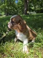 Rowdy, a male Cavalier King Charles Spaniel for sale in Middlesex, NY – 8 of 8