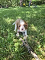 Rowdy, a male Cavalier King Charles Spaniel for sale in Middlesex, NY – 6 of 8