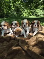 Rascal, a male Cavalier King Charles Spaniel for sale in Middlesex, NY – 3 of 7
