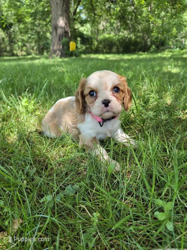 Twinkle  – Cavalier King Charles Spaniel puppy for sale in Middlesex, NY