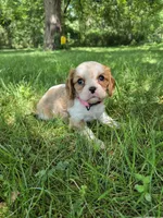 Twinkle , a female Cavalier King Charles Spaniel for sale in Middlesex, NY – 1 of 7