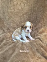 Rascal, a male Cavalier King Charles Spaniel for sale in Middlesex, NY – 6 of 7