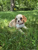 Twinkle , a female Cavalier King Charles Spaniel for sale in Middlesex, NY – 3 of 7