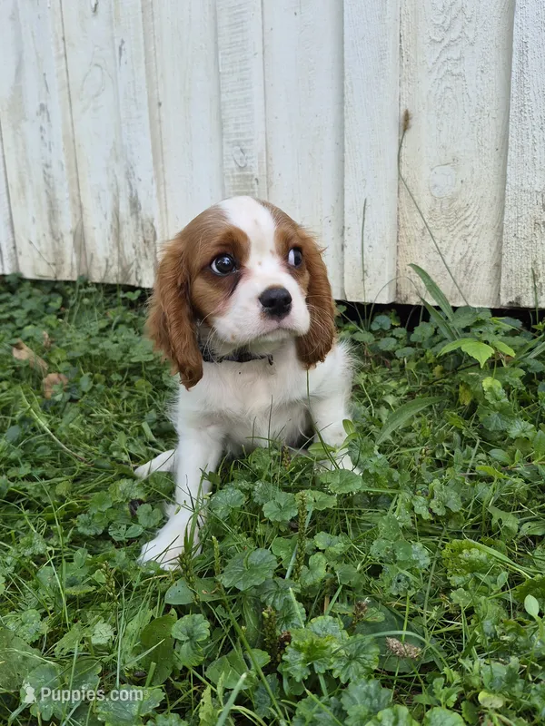 Rascal – Cavalier King Charles Spaniel puppy for sale in Middlesex, NY