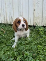 Rascal, a male Cavalier King Charles Spaniel for sale in Middlesex, NY – 1 of 10