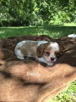 Randy, a male Cavalier King Charles Spaniel for sale in Middlesex, NY – 7 of 8
