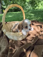 Randy, a male Cavalier King Charles Spaniel for sale in Middlesex, NY – 6 of 8