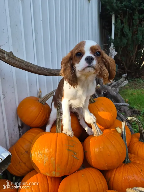 Randy – Cavalier King Charles Spaniel puppy for sale in Middlesex, NY