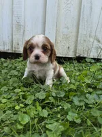 Rascal, a male Cavalier King Charles Spaniel for sale in Middlesex, NY – 2 of 7