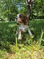 Rowdy, a male Cavalier King Charles Spaniel for sale in Middlesex, NY – 7 of 8