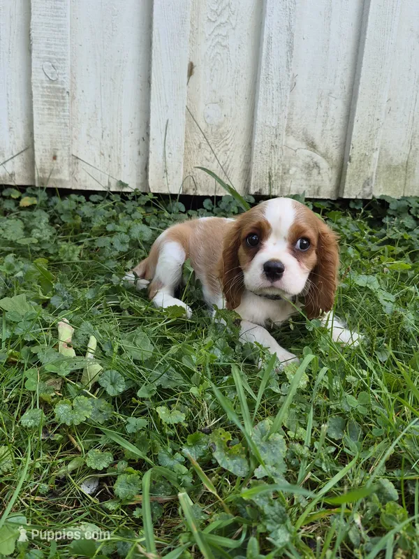 Rascal – Cavalier King Charles Spaniel puppy for sale in Middlesex, NY