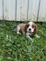 Rascal, a male Cavalier King Charles Spaniel for sale in Middlesex, NY – 2 of 10