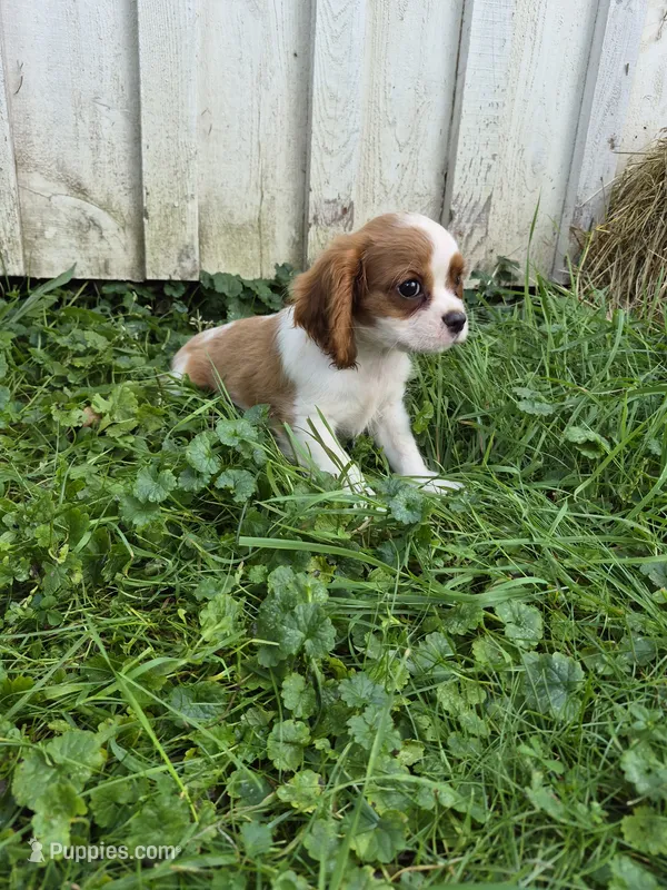 Randy – Cavalier King Charles Spaniel puppy for sale in Middlesex, NY