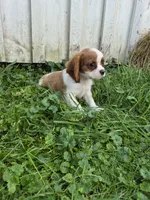 Randy, a male Cavalier King Charles Spaniel for sale in Middlesex, NY – 1 of 10