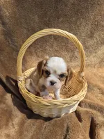 Twinkle , a female Cavalier King Charles Spaniel for sale in Middlesex, NY – 6 of 7