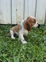 Rascal, a male Cavalier King Charles Spaniel for sale in Middlesex, NY – 3 of 10