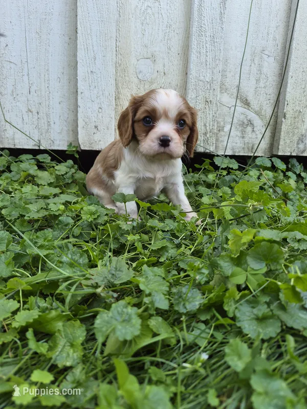 Rascal – Cavalier King Charles Spaniel puppy for sale in Middlesex, NY