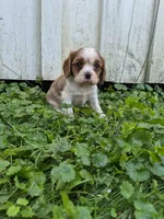 Rascal, a male Cavalier King Charles Spaniel for sale in Middlesex, NY – 5 of 7