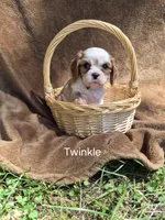 Twinkle , a female Cavalier King Charles Spaniel for sale in Middlesex, NY – 7 of 7