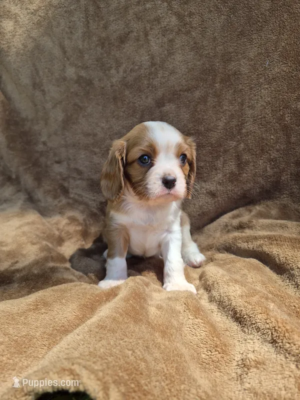 Rowdy – Cavalier King Charles Spaniel puppy for sale in Middlesex, NY
