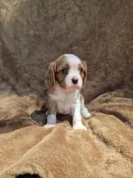 Rowdy, a male Cavalier King Charles Spaniel for sale in Middlesex, NY – 1 of 8