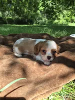 Randy, a male Cavalier King Charles Spaniel for sale in Middlesex, NY – 4 of 8