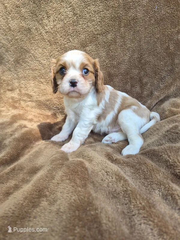 Rascal – Cavalier King Charles Spaniel puppy for sale in Middlesex, NY