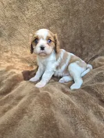 Rascal, a male Cavalier King Charles Spaniel for sale in Middlesex, NY – 1 of 7
