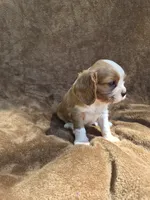 Rowdy, a male Cavalier King Charles Spaniel for sale in Middlesex, NY – 4 of 8