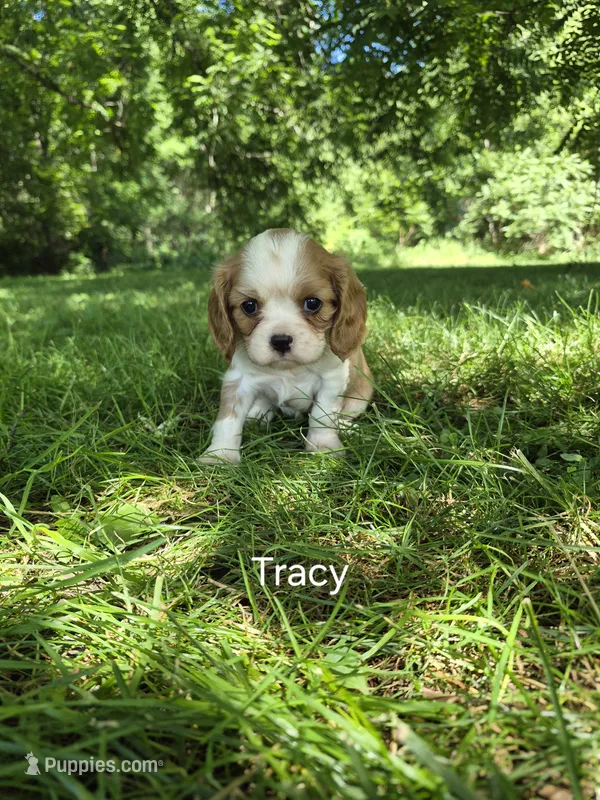 Tracy – Cavalier King Charles Spaniel puppy for sale in Middlesex, NY