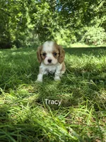Tracy, a female Cavalier King Charles Spaniel for sale in Middlesex, NY – 1 of 7