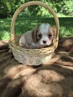 Tracy, a female Cavalier King Charles Spaniel for sale in Middlesex, NY – 4 of 7