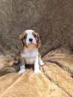 Rowdy, a male Cavalier King Charles Spaniel for sale in Middlesex, NY – 5 of 8