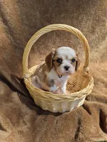 Twinkle , a female Cavalier King Charles Spaniel for sale in Middlesex, NY – 5 of 7