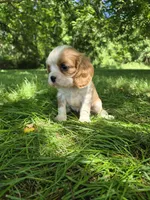 Tracy, a female Cavalier King Charles Spaniel for sale in Middlesex, NY – 6 of 7