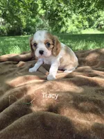 Tracy, a female Cavalier King Charles Spaniel for sale in Middlesex, NY – 7 of 7