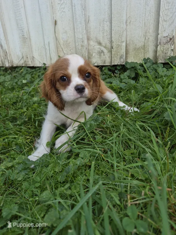 Randy – Cavalier King Charles Spaniel puppy for sale in Middlesex, NY