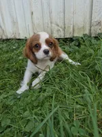 Randy, a male Cavalier King Charles Spaniel for sale in Middlesex, NY – 2 of 10