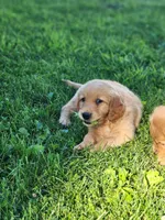 Rosy , a female Golden Retriever for sale in Thorp, WI – 3 of 5