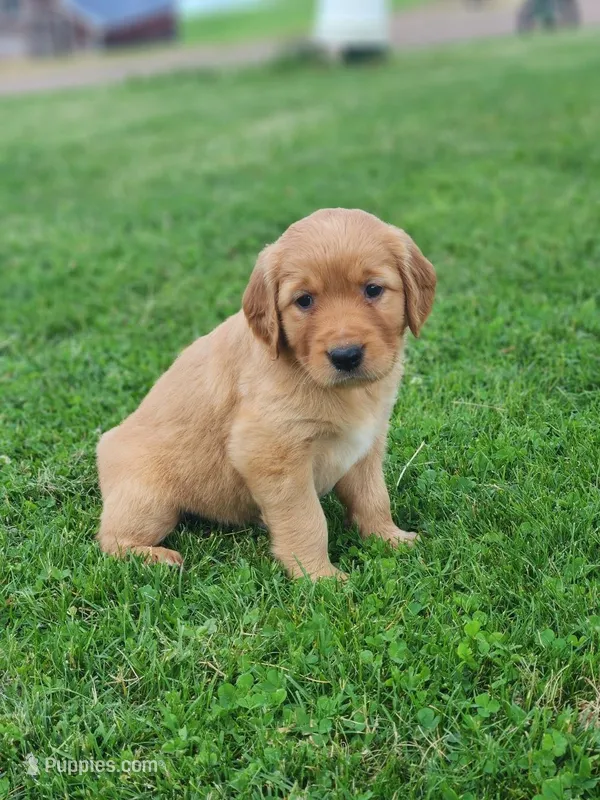 River – Golden Retriever puppy on hold in Thorp, WI