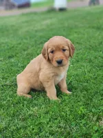 River, a female Golden Retriever for sale in Thorp, WI – 1 of 3