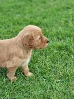 Rylee, a female Golden Retriever for sale in Thorp, WI – 4 of 5