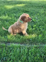Rowdy, a male Golden Retriever for sale in Thorp, WI – 4 of 4