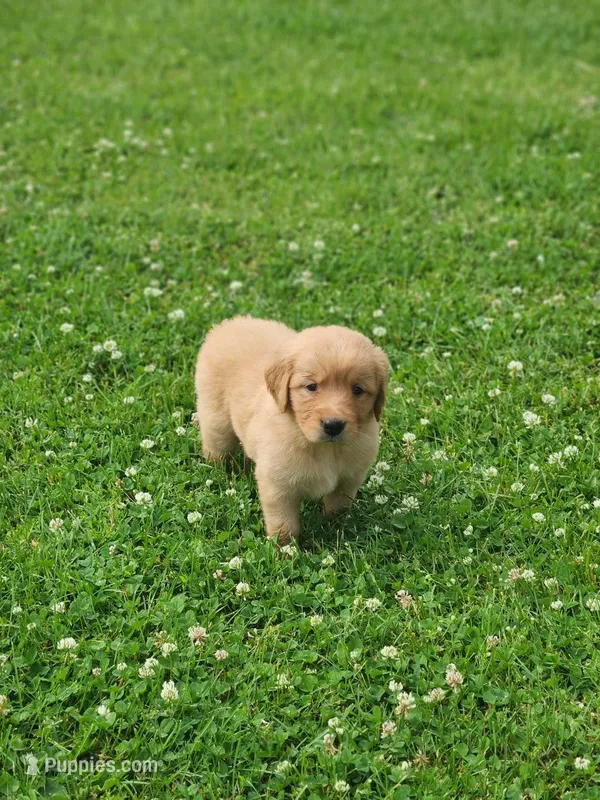 Raven  – Golden Retriever puppy for sale in Thorp, WI